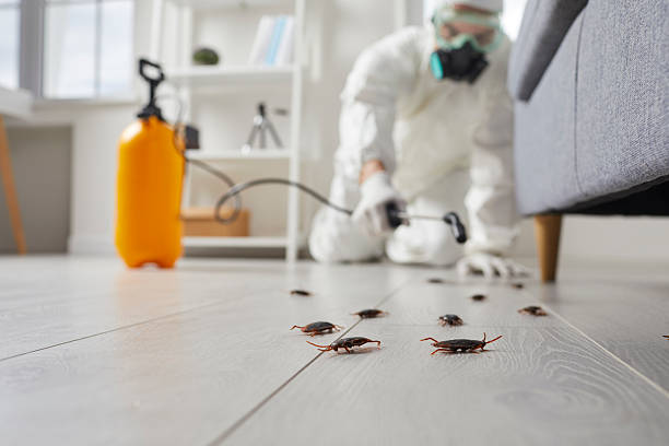 Commercial Rodent Management in Minco